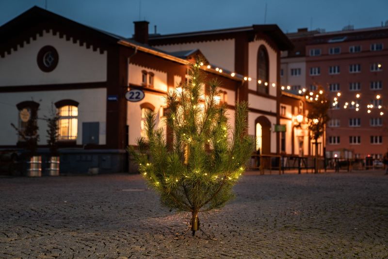 Holešovická tržnice nabídne vánoční stromky z prořezávek českých lesů