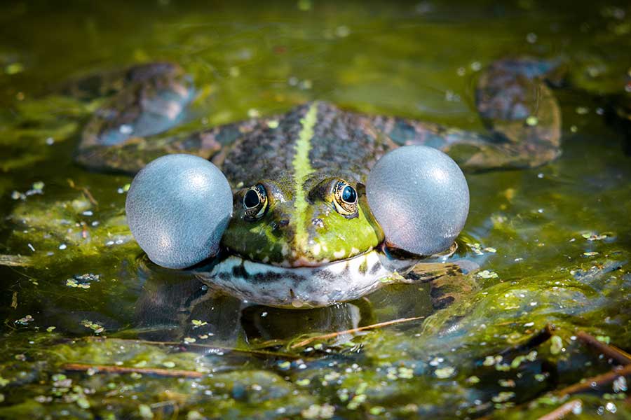 Slávnostné otvorenie 95. sezóny Zoo Praha