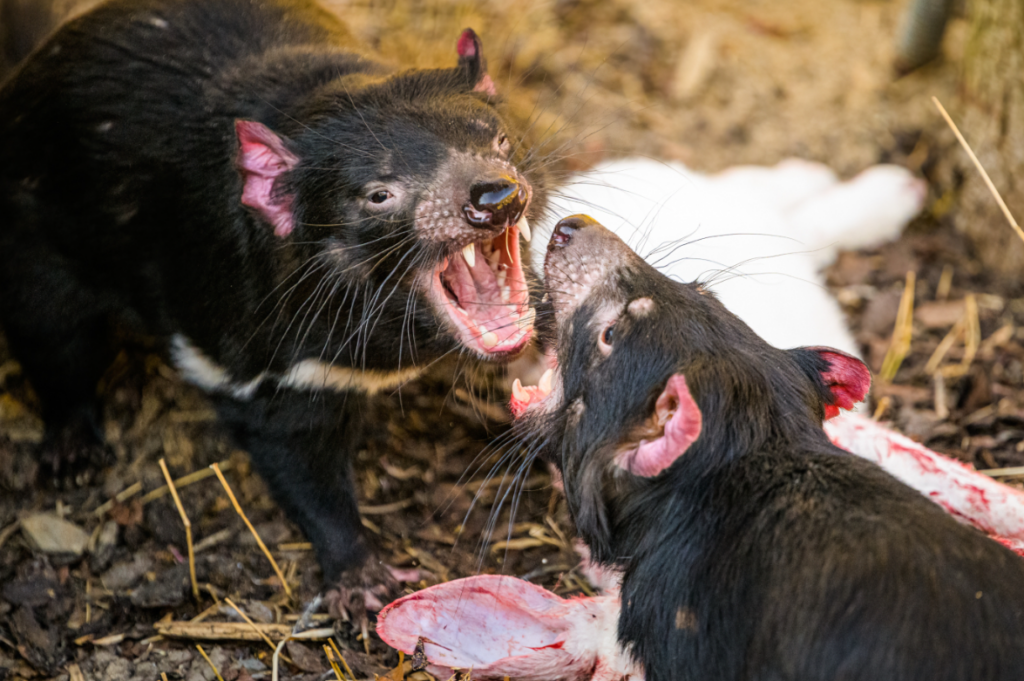 Veľká noc v Zoo Praha prinesie štyri dni plné zážitkov