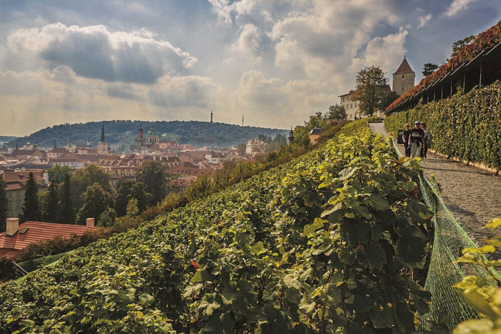 Pražské vinice sa otvoria pre verejnosť, okrem vína ponúknu aj unikátne výhľady na mesto