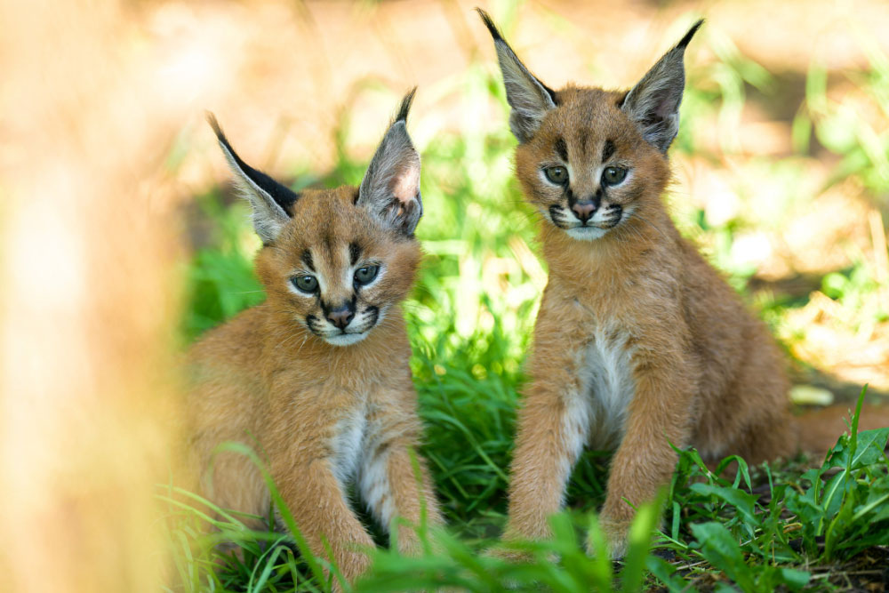 Pražská zoo otvára letné večery za stovku. Zľava platí do konca prázdnin