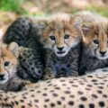 Vzácne geparďatá zo Zoo Praha čoskoro po prvýkrát vo výbehu