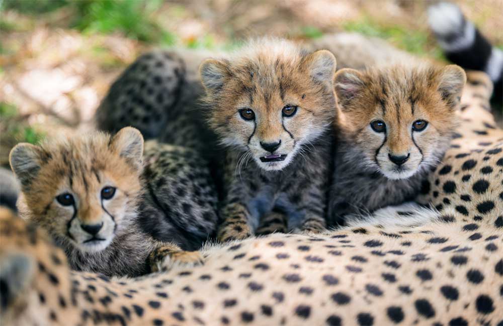 Vzácne geparďatá zo Zoo Praha čoskoro po prvýkrát vo výbehu